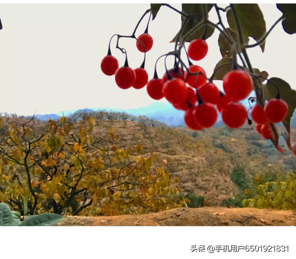 金秋时节633 / 作者:陈志达71 / 帖子ID:269736