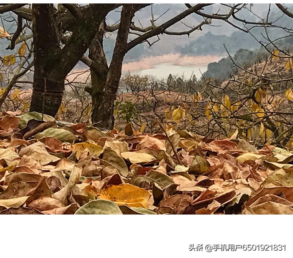 金秋时节571 / 作者:陈志达71 / 帖子ID:269736