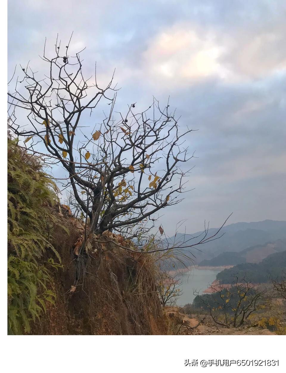 金秋时节119 / 作者:陈志达71 / 帖子ID:269736