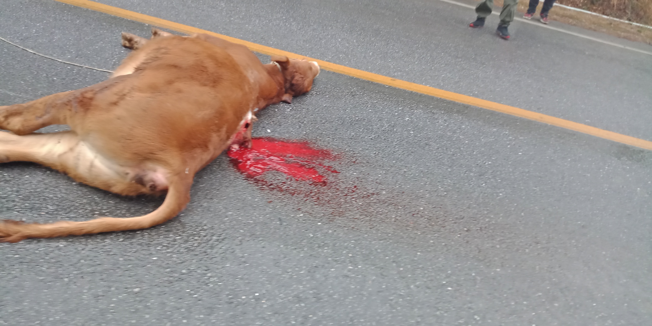 高凉亭发现”霸道“，牛！472 / 作者:荣哥 / 帖子ID:269830