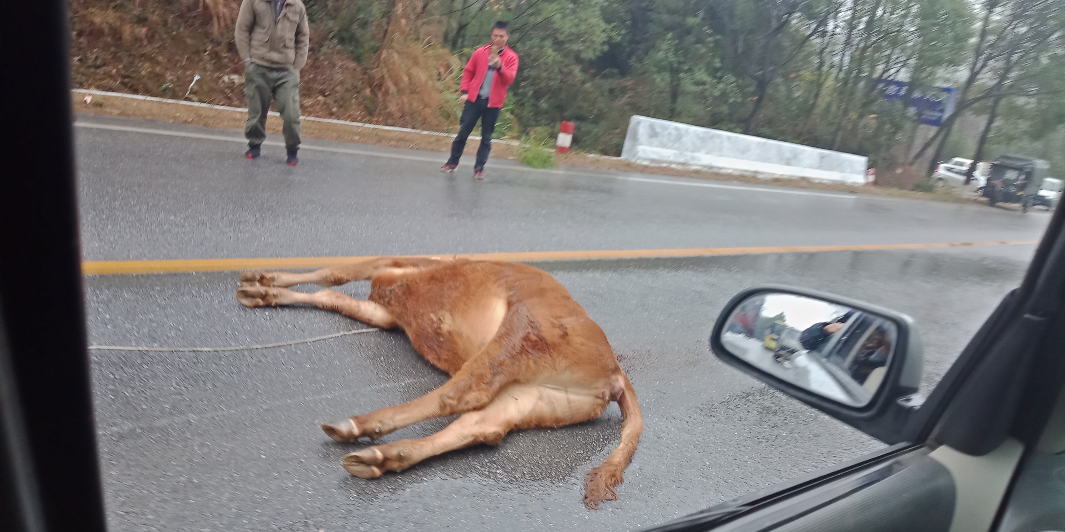 高凉亭发现”霸道“，牛！642 / 作者:荣哥 / 帖子ID:269830
