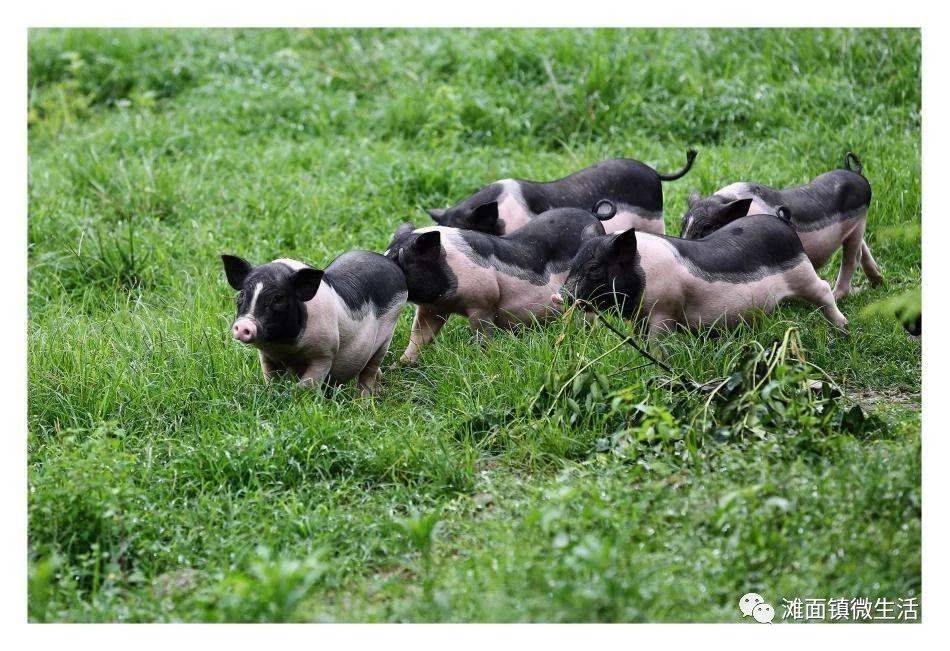 &#8203;恭城瑶族自治县健康养生小镇（平安镇）入选第二批广西特色小镇培育名单！2 / 作者:东门头人 / 帖子ID:269928