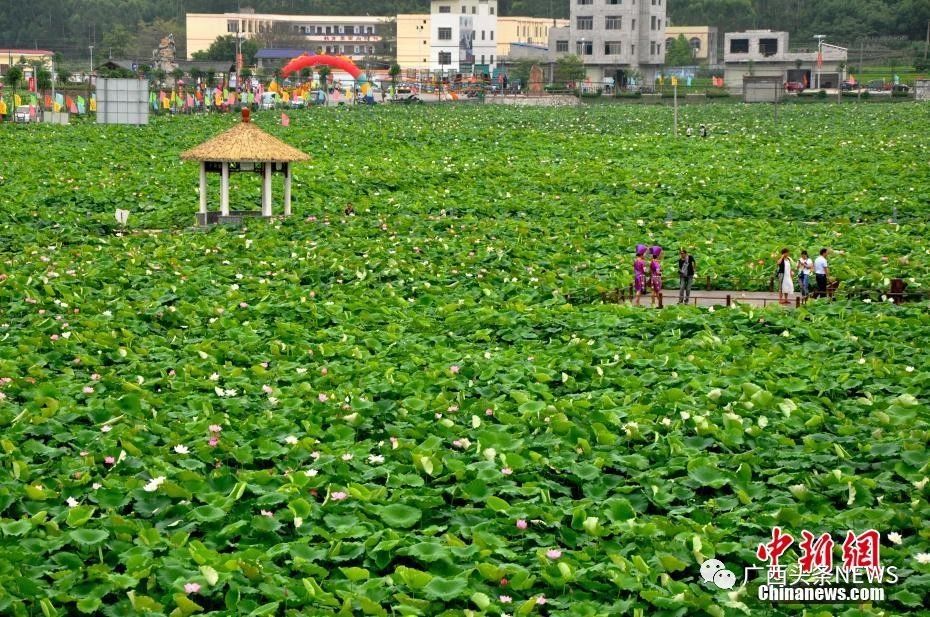 &#8203;恭城瑶族自治县健康养生小镇（平安镇）入选第二批广西特色小镇培育名单！393 / 作者:东门头人 / 帖子ID:269928