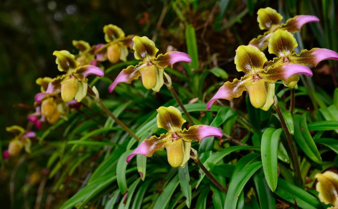 &#8203;恭城瑶族自治县健康养生小镇（平安镇）入选第二批广西特色小镇培育名单！188 / 作者:东门头人 / 帖子ID:269928