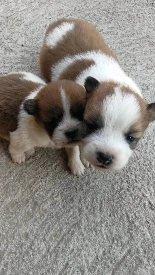 可恶的偷狗贼618 / 作者:时间都去哪了 / 帖子ID:270026