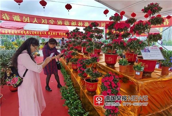 太美！广西迎春花市免费开放，1000多种鲜花在这里盛开！840 / 作者:万胜 / 帖子ID:270147