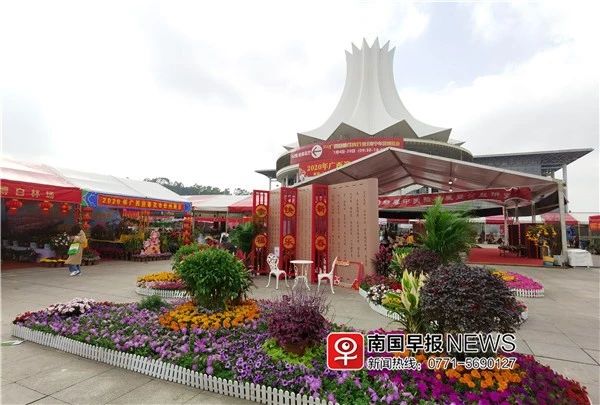 太美！广西迎春花市免费开放，1000多种鲜花在这里盛开！606 / 作者:万胜 / 帖子ID:270147