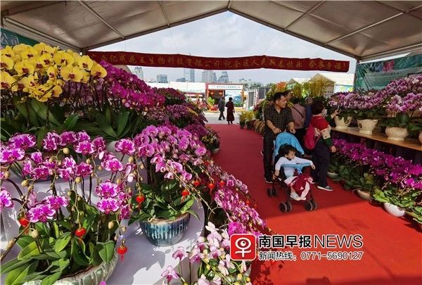 太美！广西迎春花市免费开放，1000多种鲜花在这里盛开！557 / 作者:万胜 / 帖子ID:270147