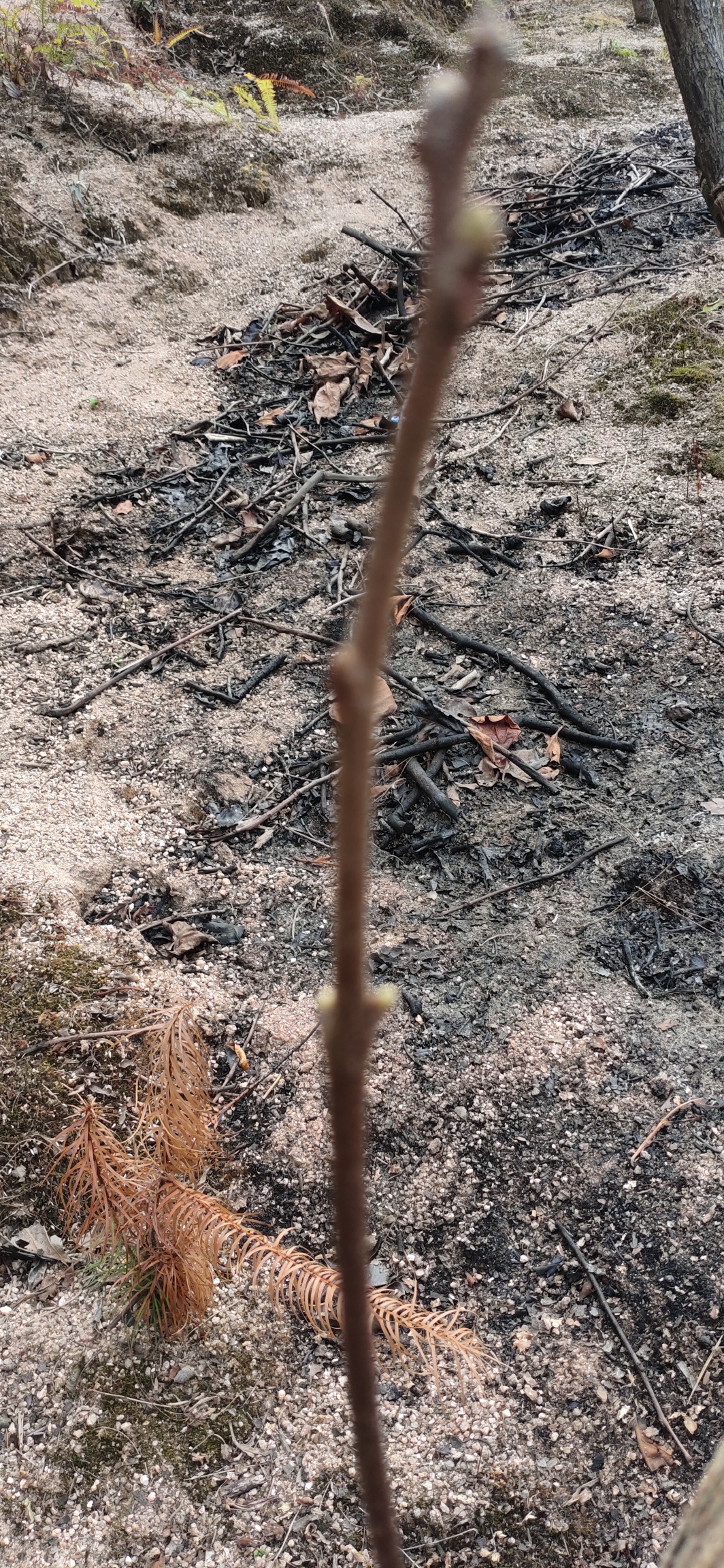 柿枝条上已露芽，反常天气令人忧568 / 作者:瑤人老李 / 帖子ID:270152