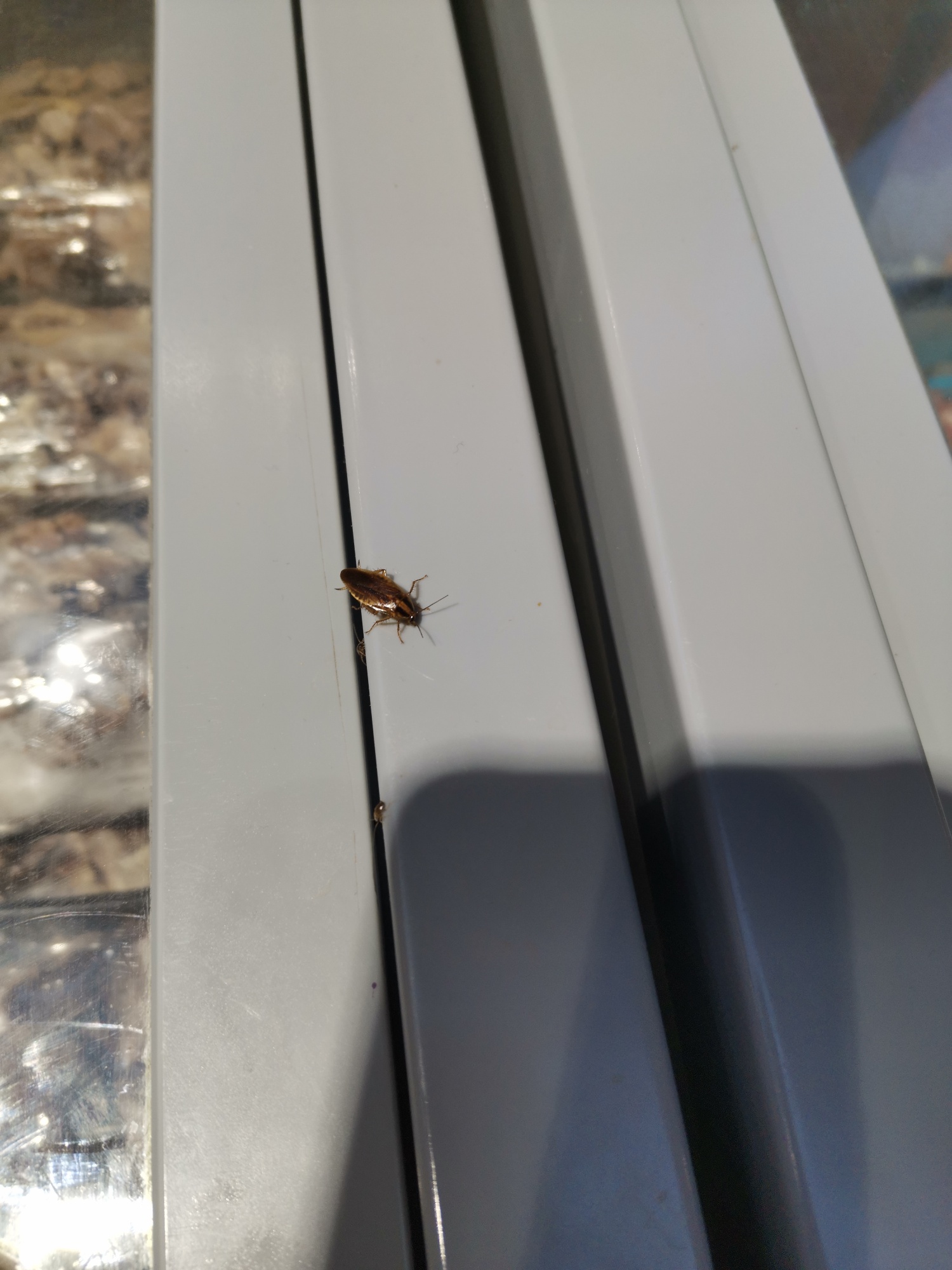 天和超市冻肉柜这里可以杀下虫了684 / 作者:forregistuse / 帖子ID:270465