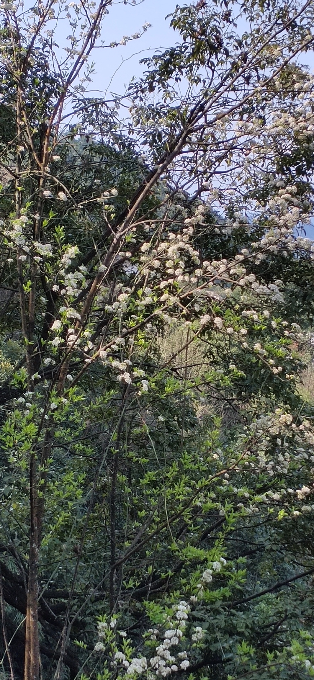 天，终于是晴了734 / 作者:瑤人老李 / 帖子ID:270567