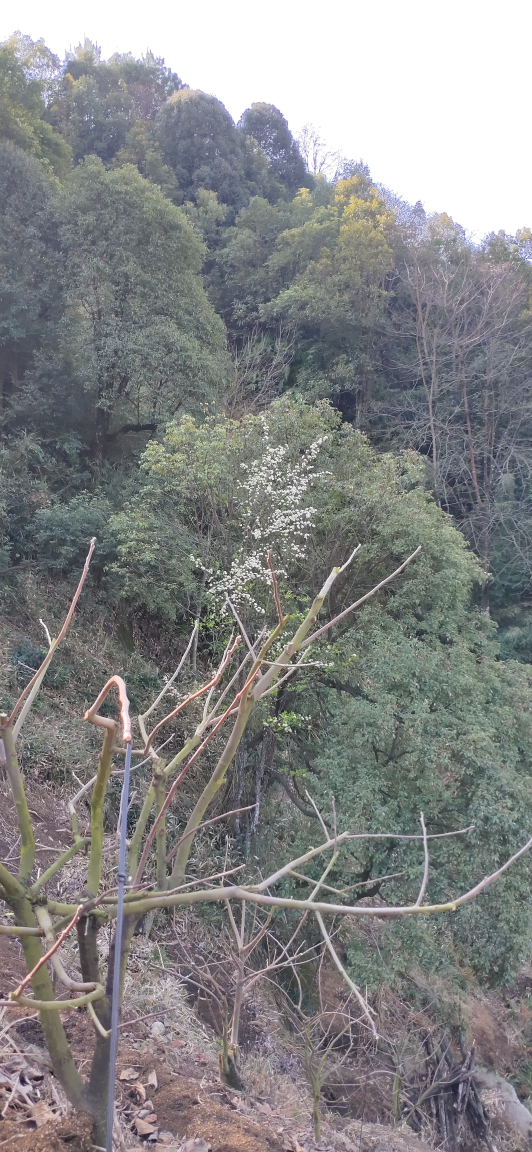 天，终于是晴了837 / 作者:瑤人老李 / 帖子ID:270567