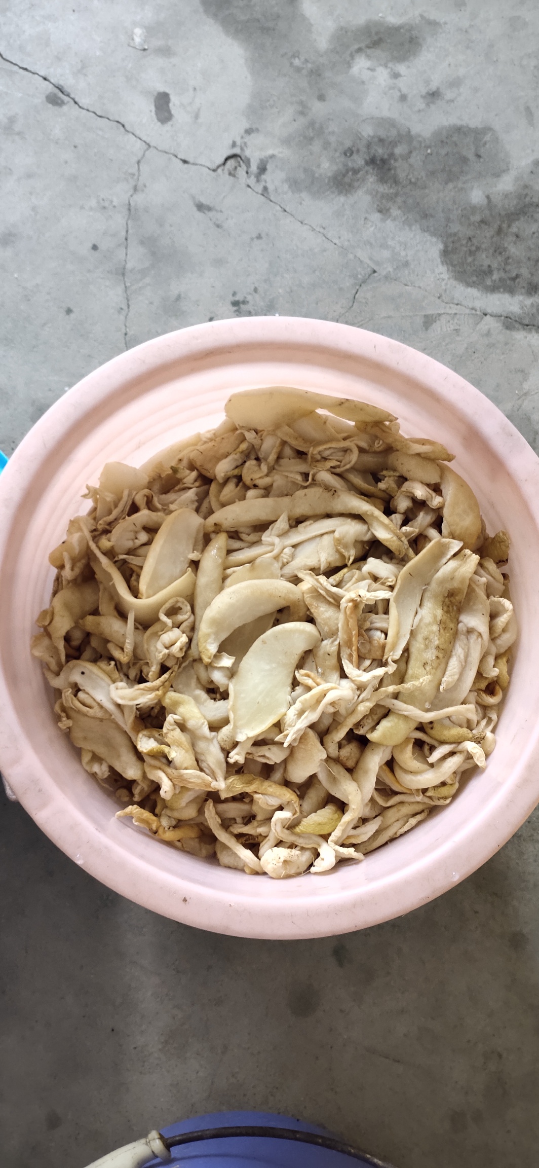 蔬菜吃不完，腌制萝卜干备日后食用484 / 作者:瑤人老李 / 帖子ID:270652