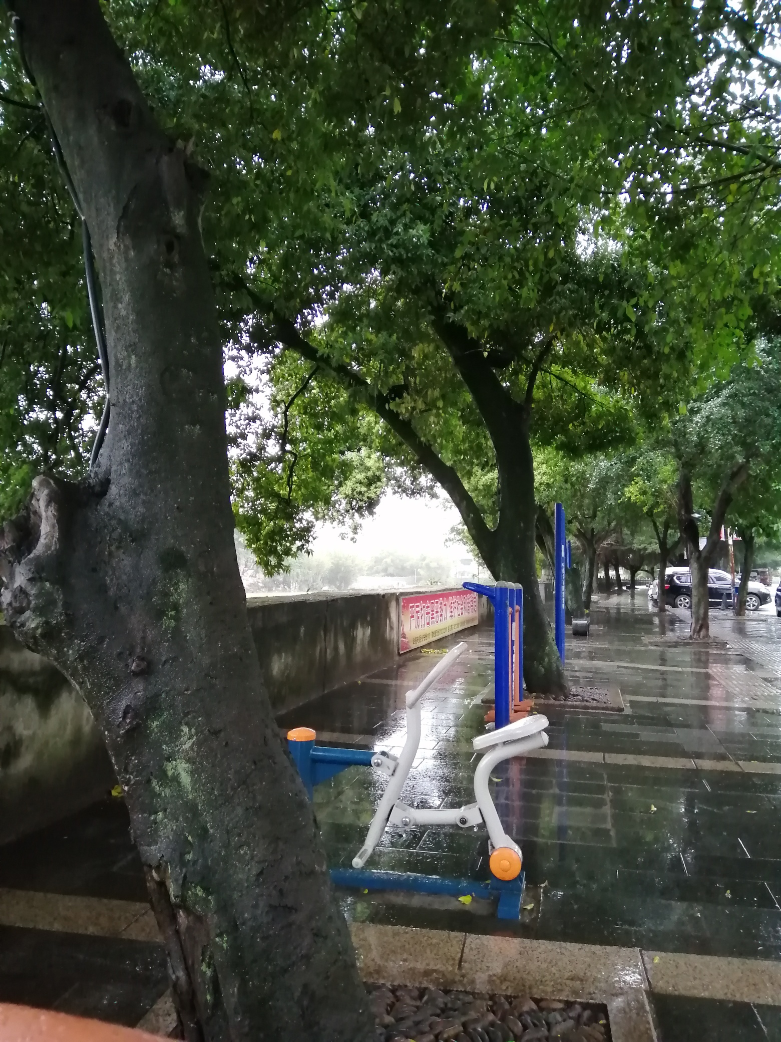 心碎的大树959 / 作者:黄玉成 / 帖子ID:270785