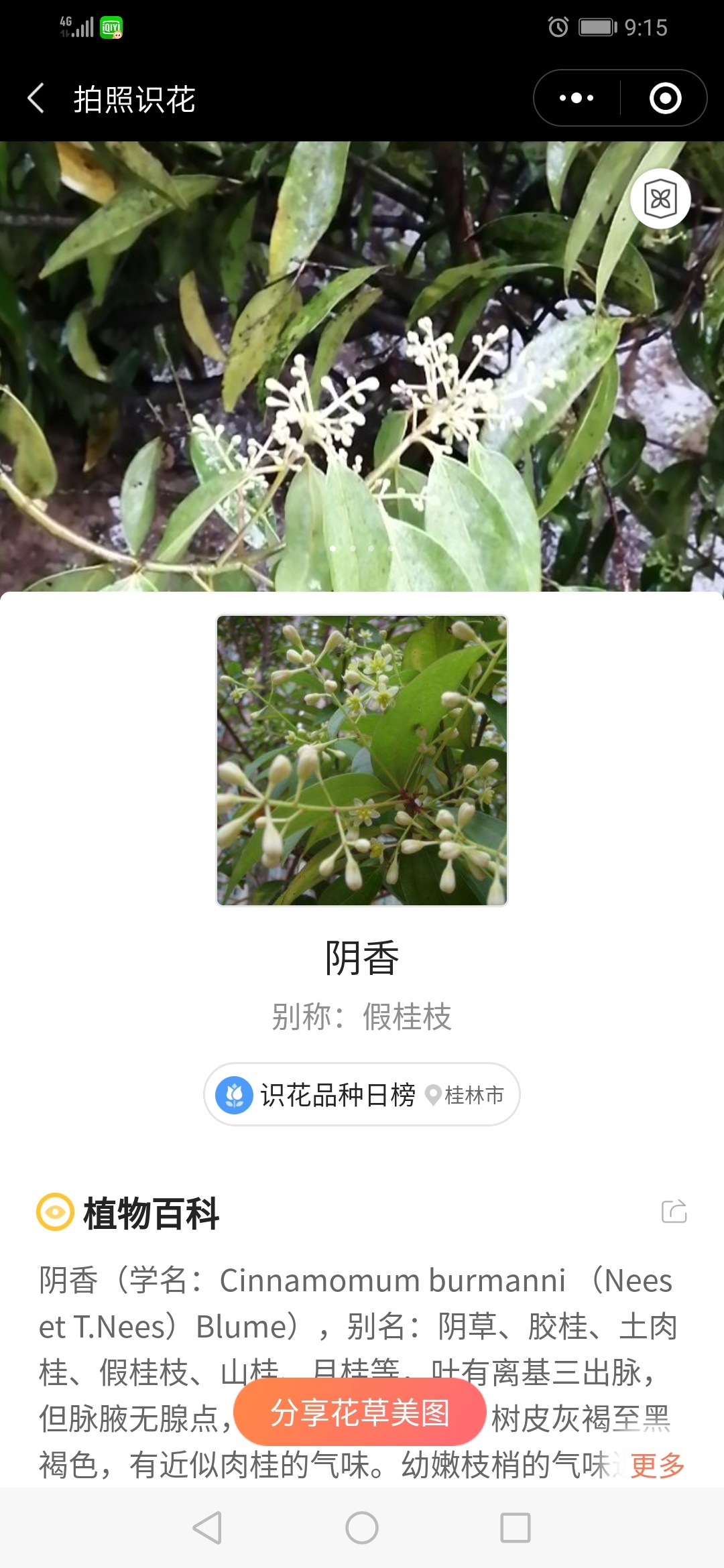 心碎的大树268 / 作者:黄玉成 / 帖子ID:270785