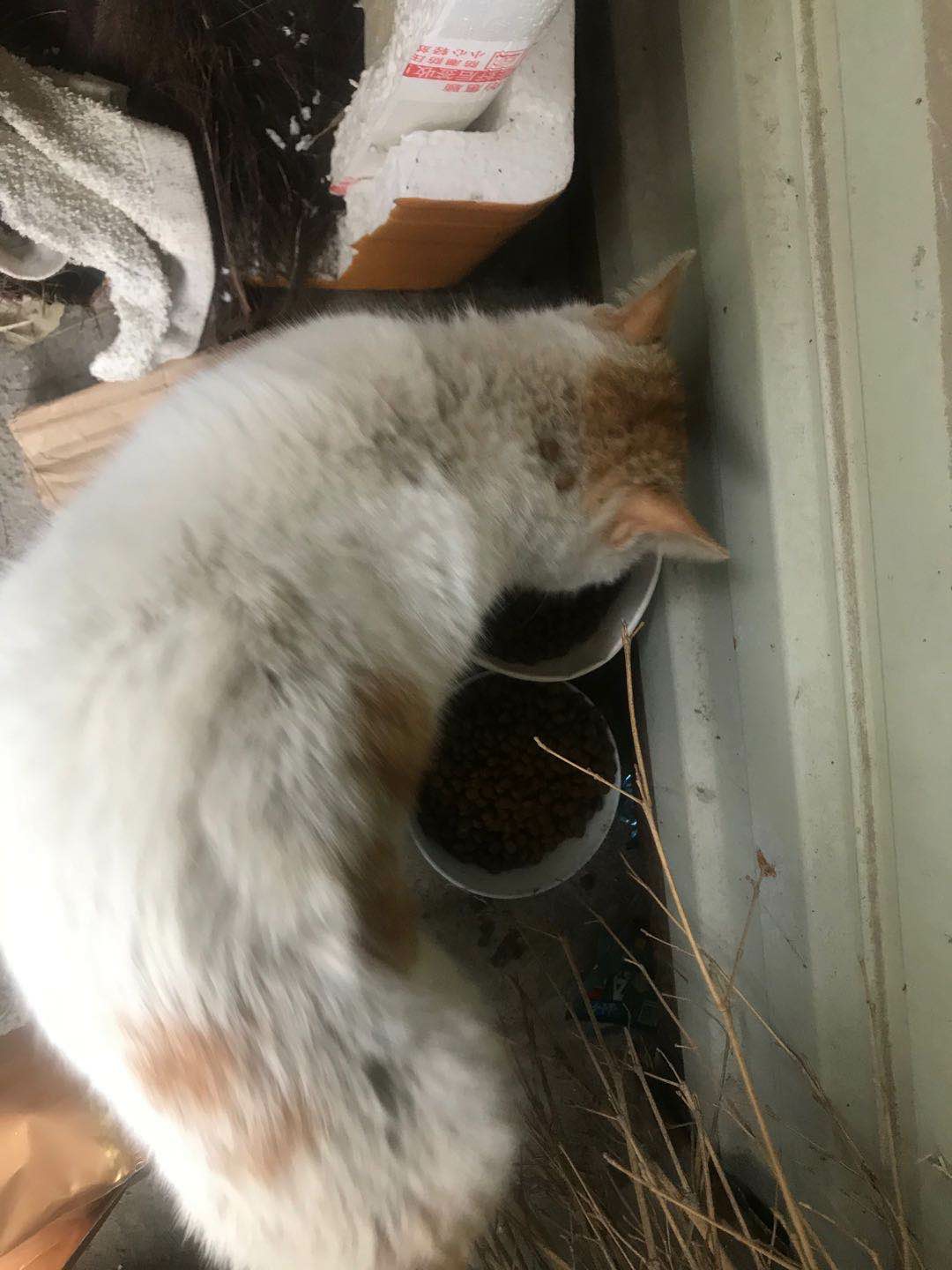 恭城阳光盛景有一只很可怜的小猫是谁家的553 / 作者:恭城520小奈姐姐 / 帖子ID:270780