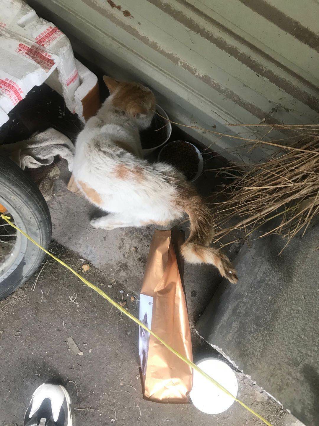 恭城阳光盛景有一只很可怜的小猫是谁家的873 / 作者:恭城520小奈姐姐 / 帖子ID:270780