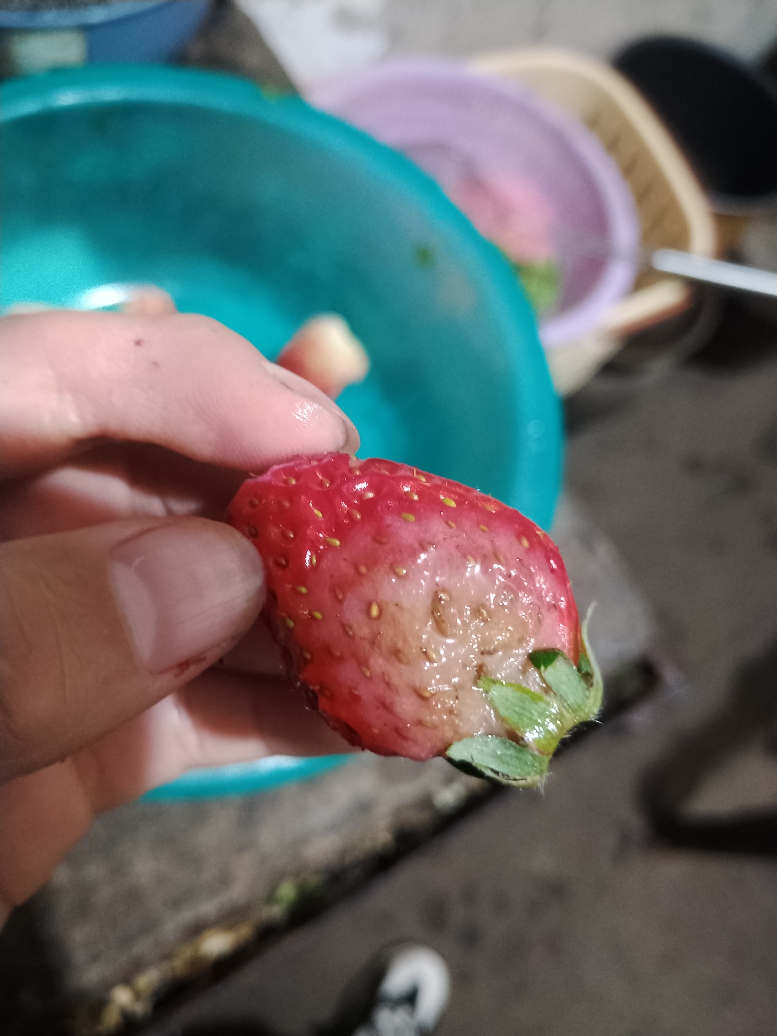 天和超市的垃圾草莓，一盒草莓坏一半，还有发霉的！133 / 作者:李志敏 / 帖子ID:270892