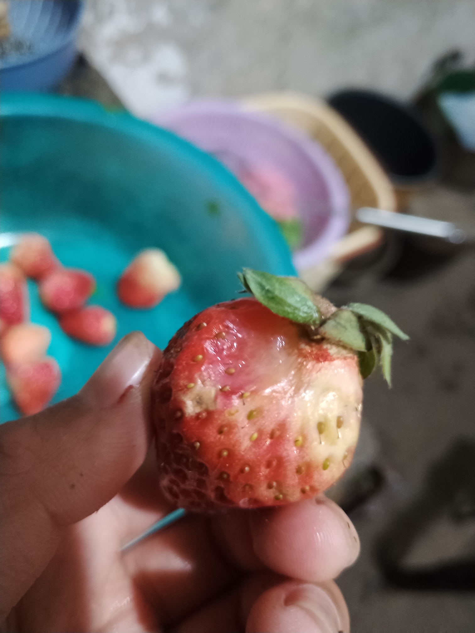 天和超市的垃圾草莓，一盒草莓坏一半，还有发霉的！116 / 作者:李志敏 / 帖子ID:270892
