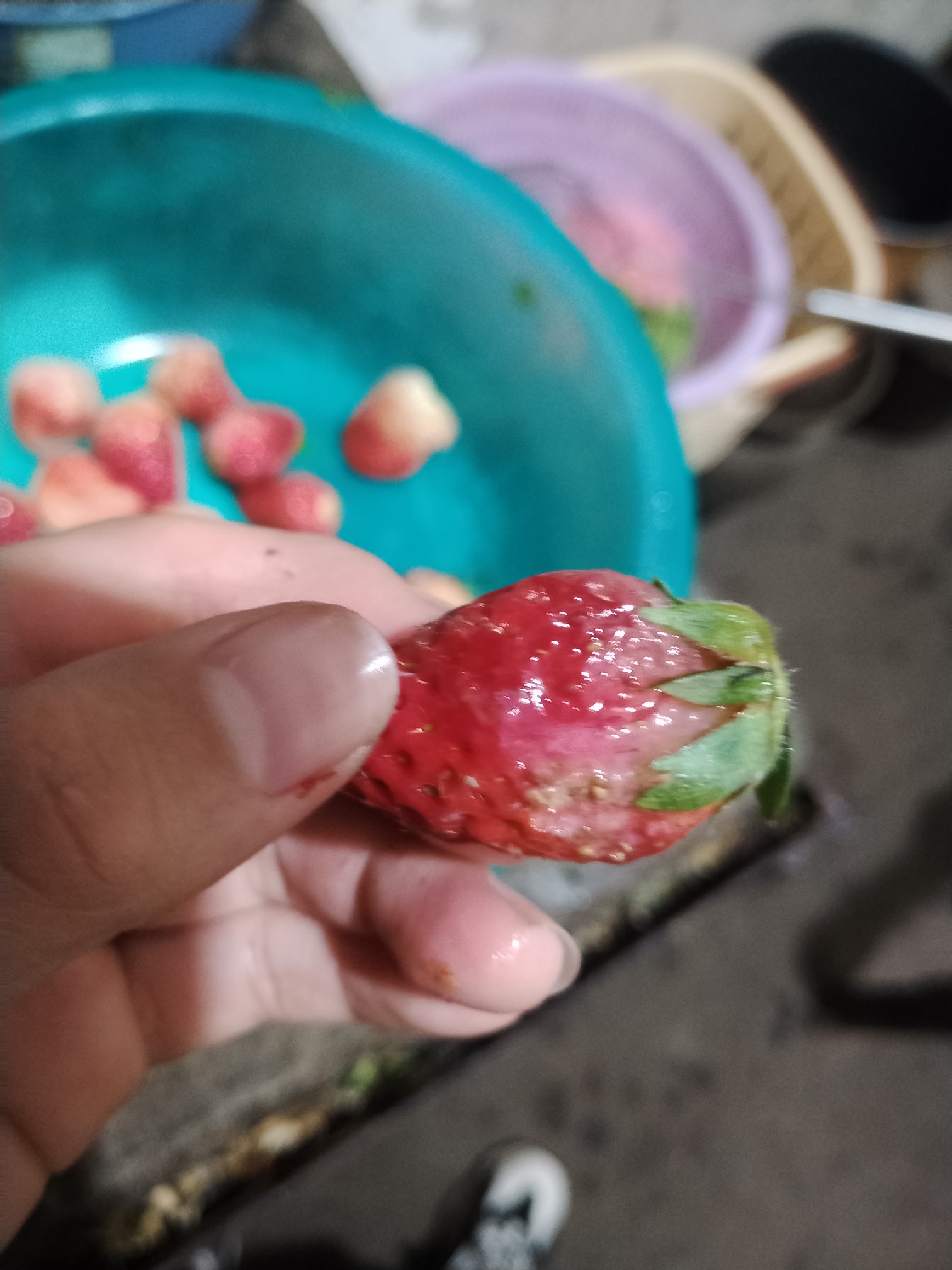 天和超市的垃圾草莓，一盒草莓坏一半，还有发霉的！668 / 作者:李志敏 / 帖子ID:270892
