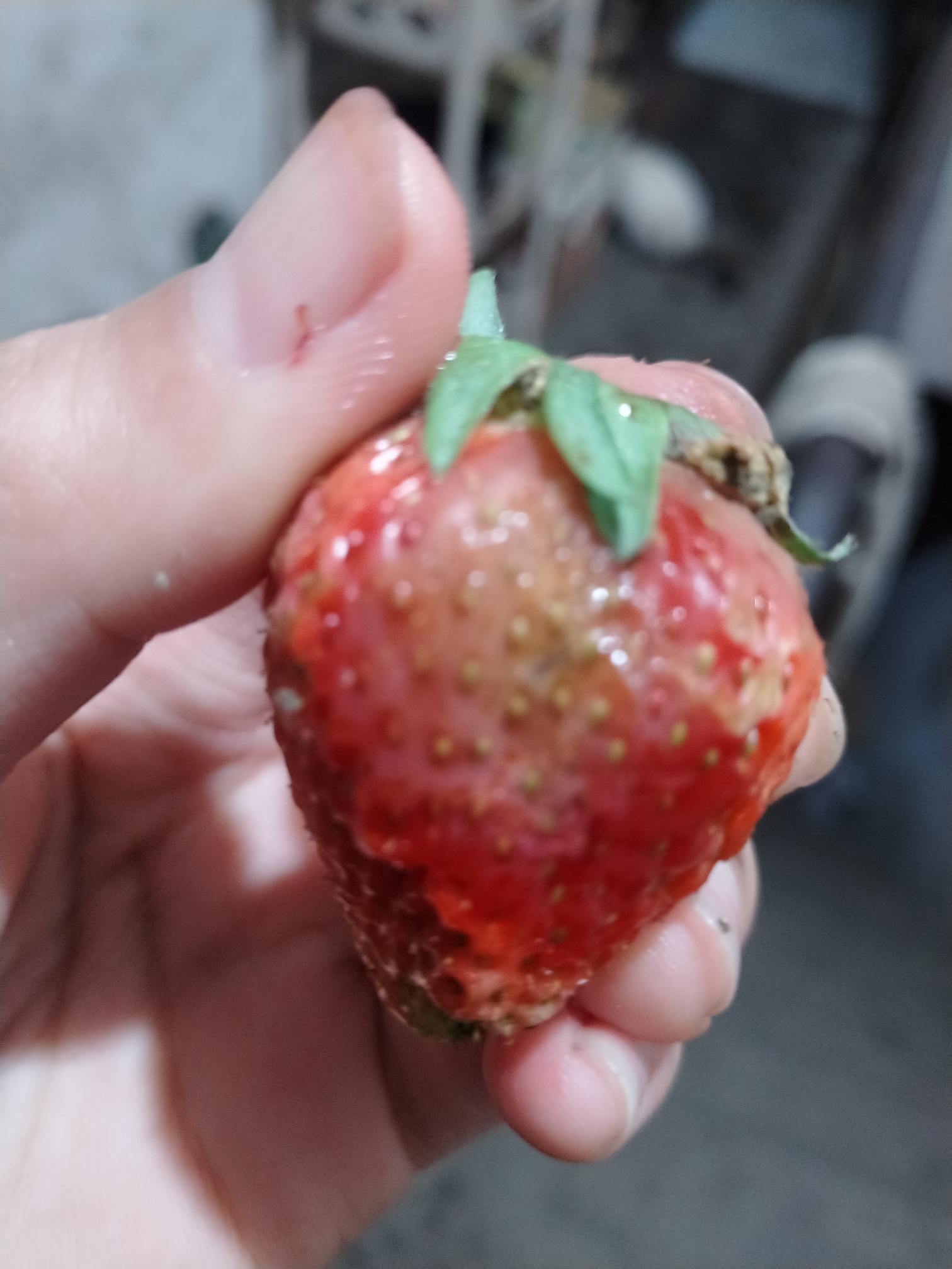 天和超市的垃圾草莓，一盒草莓坏一半，还有发霉的！256 / 作者:李志敏 / 帖子ID:270892