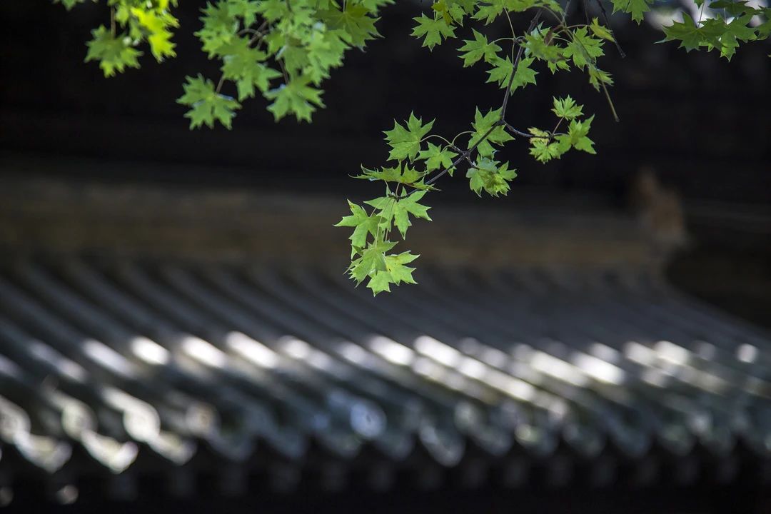 树阴满地日当午，梦觉流莺时一声519 / 作者:呆桃 / 帖子ID:271891