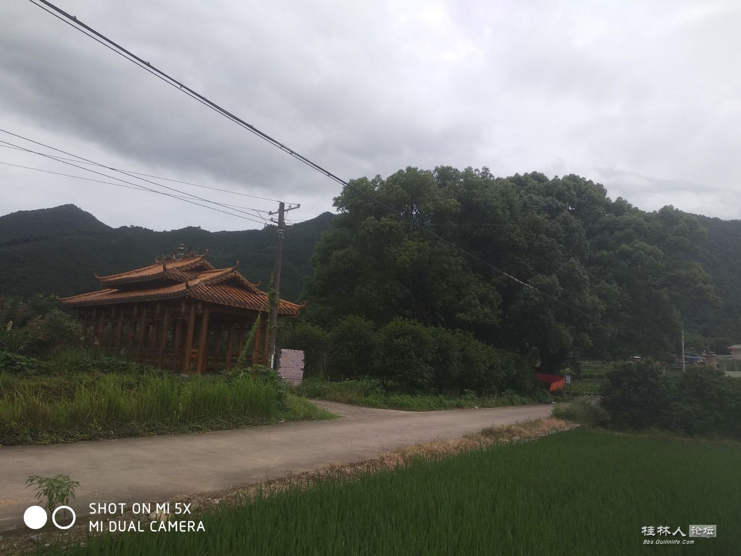 家乡的古樟树和风雨桥779 / 作者:形腿望舞 / 帖子ID:272232
