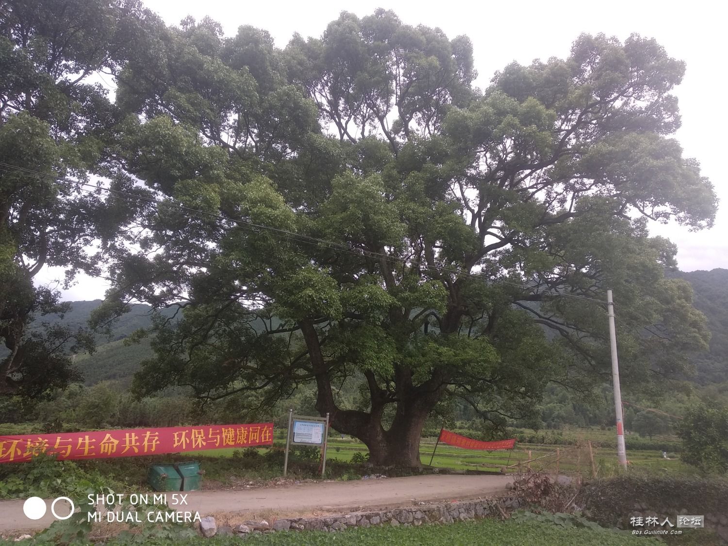 家乡的古樟树和风雨桥639 / 作者:形腿望舞 / 帖子ID:272232