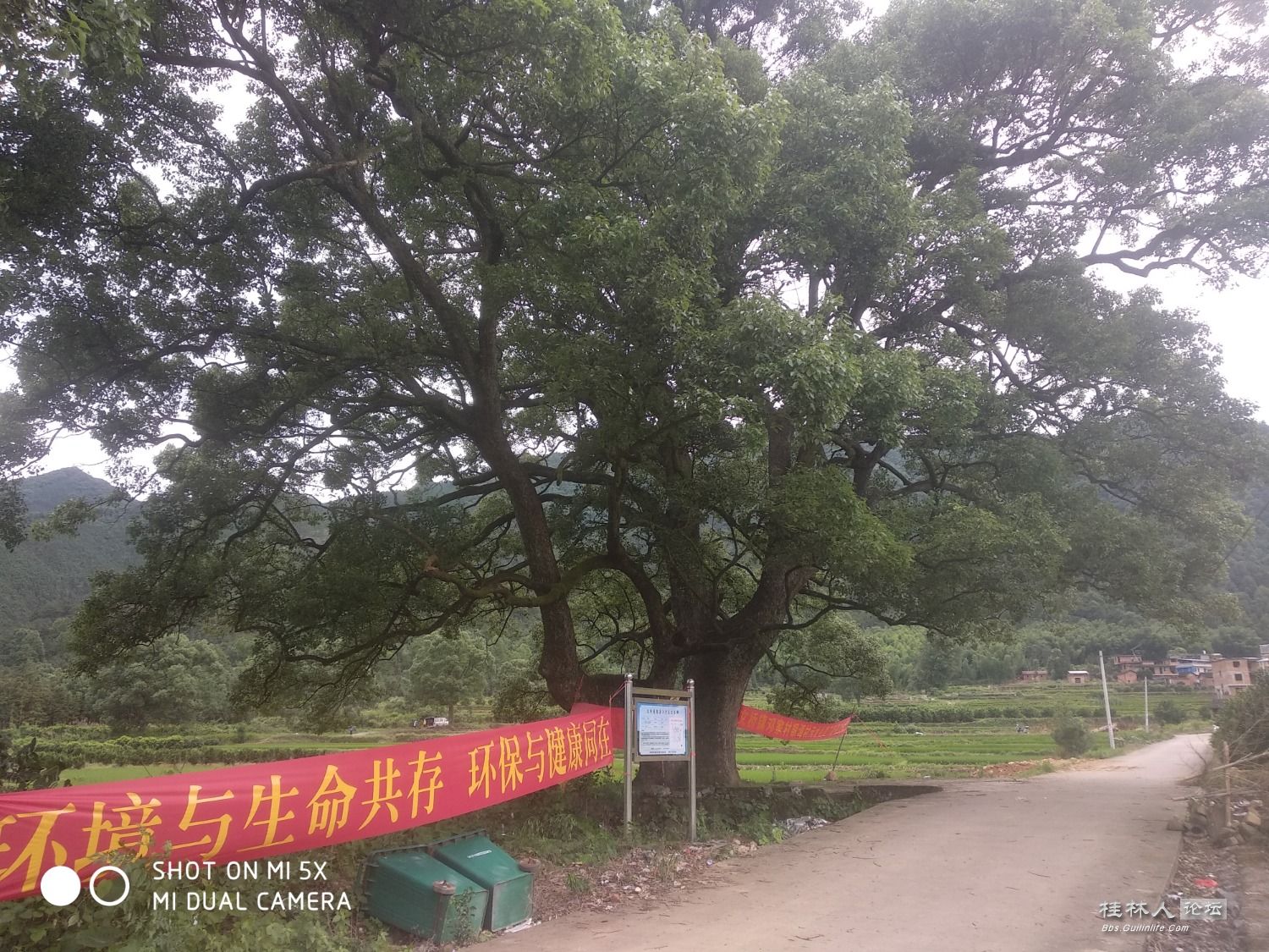 家乡的古樟树和风雨桥72 / 作者:形腿望舞 / 帖子ID:272232