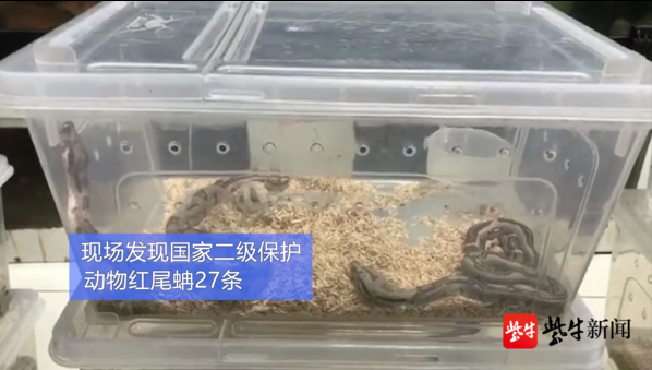 男子阳台养蛇1年，3条小白蛇变成32条！结果让他后悔不已…767 / 作者:wason1 / 帖子ID:273239