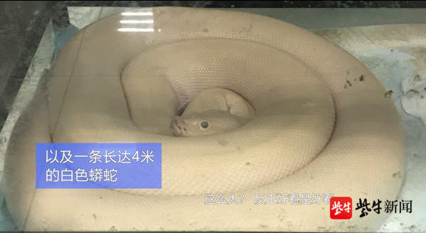 男子阳台养蛇1年，3条小白蛇变成32条！结果让他后悔不已…192 / 作者:wason1 / 帖子ID:273239
