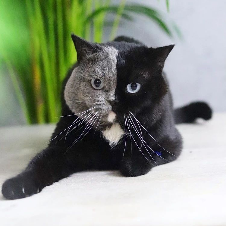 世界上最罕见的双面猫喜当爹！幼崽精准遗传，网友：看出来是亲生的827 / 作者:温柔老虎 / 帖子ID:273459