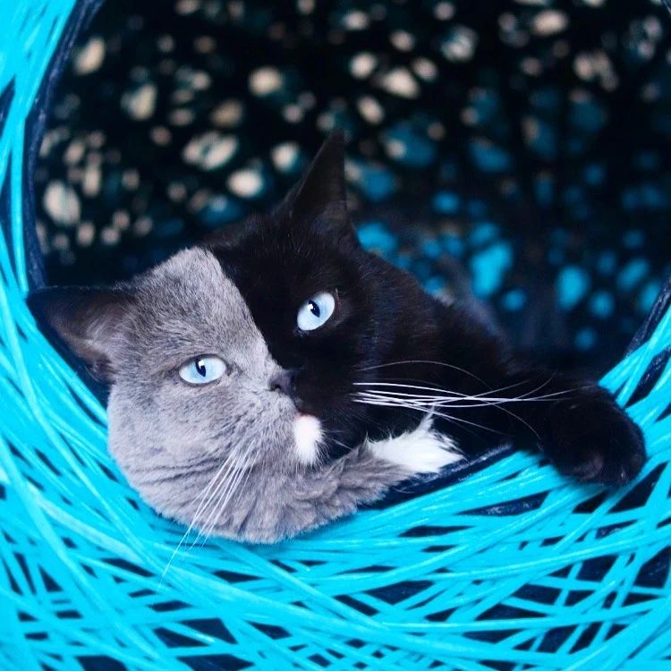 世界上最罕见的双面猫喜当爹！幼崽精准遗传，网友：看出来是亲生的460 / 作者:温柔老虎 / 帖子ID:273459