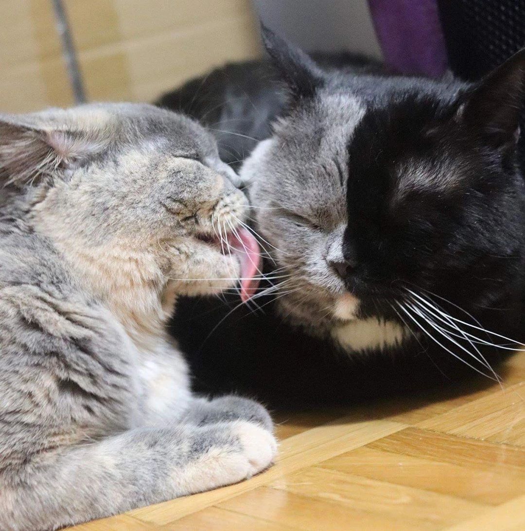 世界上最罕见的双面猫喜当爹！幼崽精准遗传，网友：看出来是亲生的450 / 作者:温柔老虎 / 帖子ID:273459