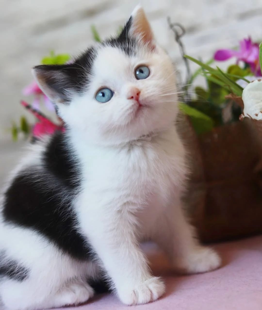 世界上最罕见的双面猫喜当爹！幼崽精准遗传，网友：看出来是亲生的448 / 作者:温柔老虎 / 帖子ID:273459