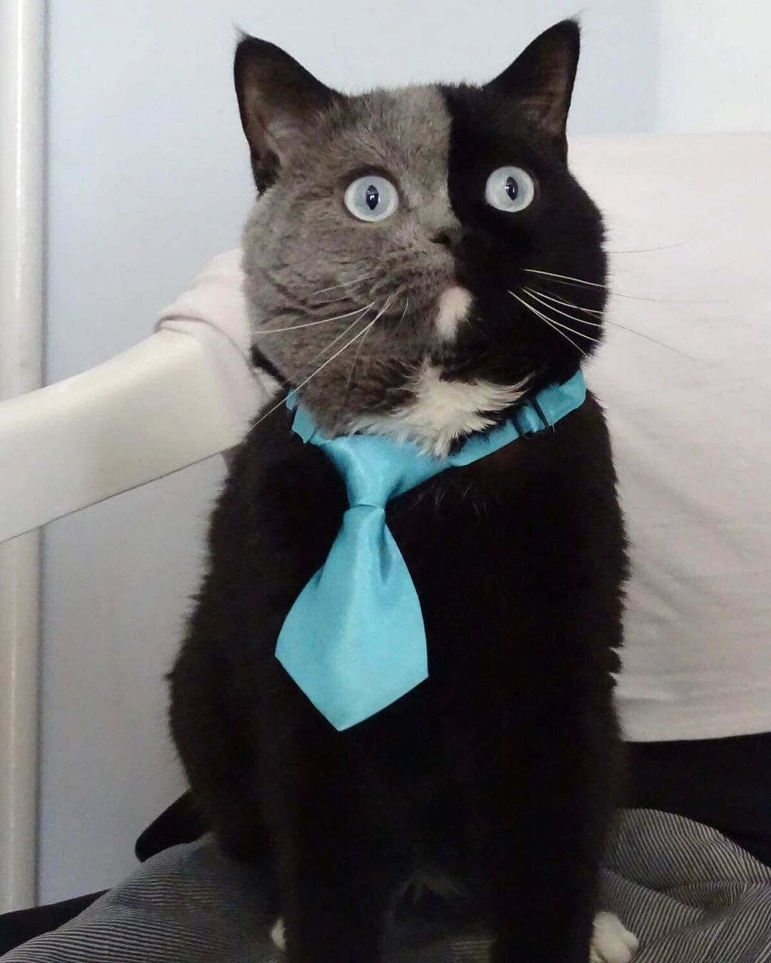 世界上最罕见的双面猫喜当爹！幼崽精准遗传，网友：看出来是亲生的766 / 作者:温柔老虎 / 帖子ID:273459