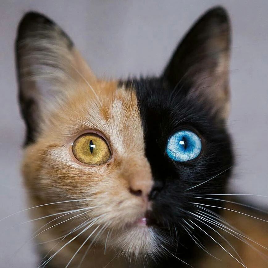 世界上最罕见的双面猫喜当爹！幼崽精准遗传，网友：看出来是亲生的167 / 作者:温柔老虎 / 帖子ID:273459