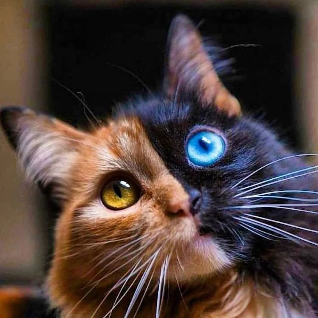 世界上最罕见的双面猫喜当爹！幼崽精准遗传，网友：看出来是亲生的178 / 作者:温柔老虎 / 帖子ID:273459