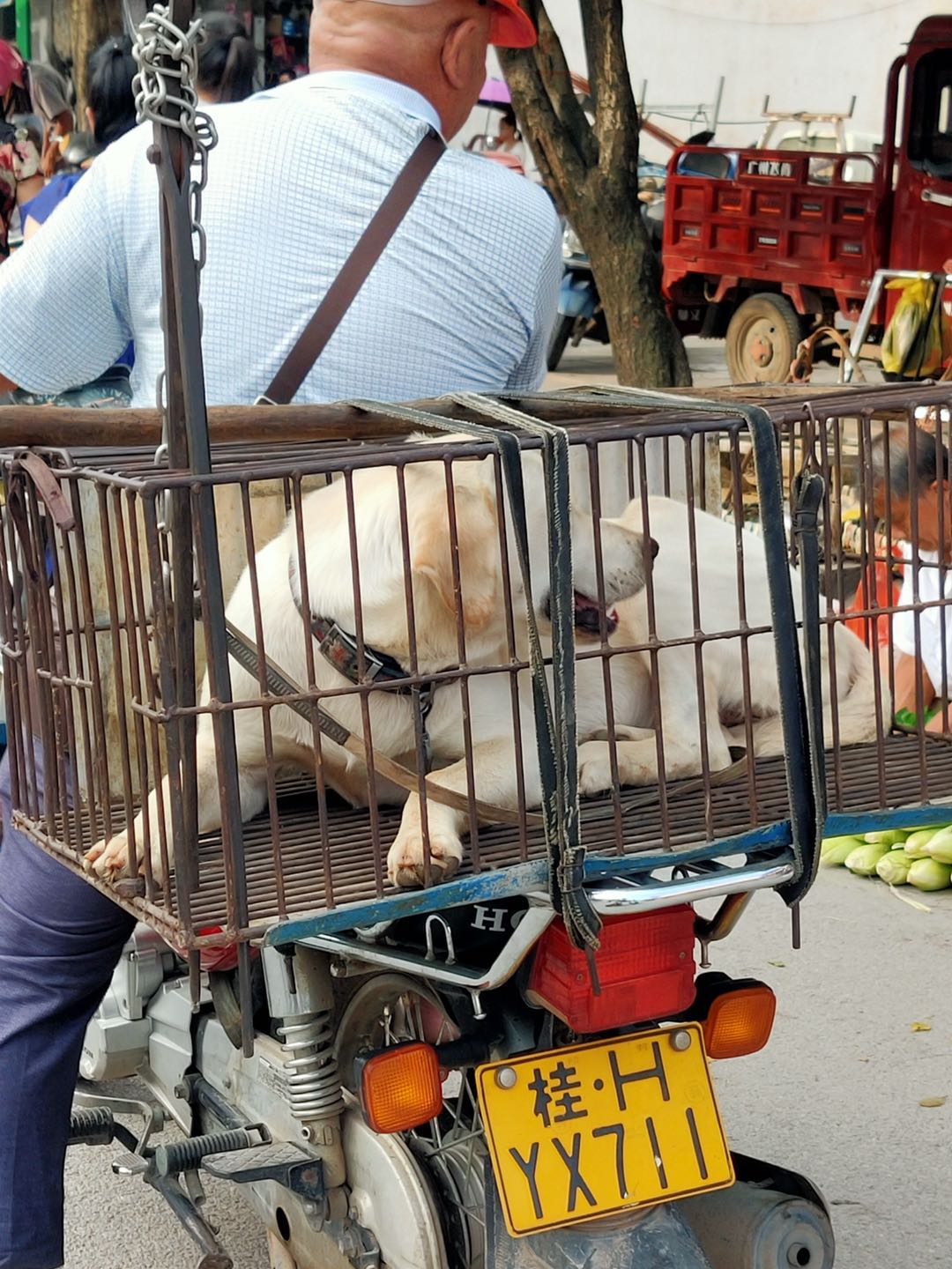 谁家的狗子，怀疑是被人偷了卖给收狗的，在城北市场发现240 / 作者:小妖花满楼满fx / 帖子ID:273508