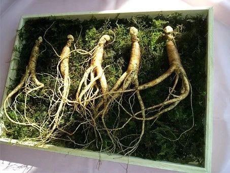 这5种药材千万不要放进冰箱，小心破坏药效！记得提醒家里人829 / 作者:kevinbe888 / 帖子ID:273567