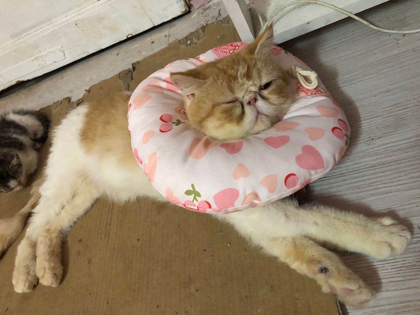 需找一只黄白加菲猫，经常在县医院陡坡活动90 / 作者:恭城520小奈姐姐 / 帖子ID:273596