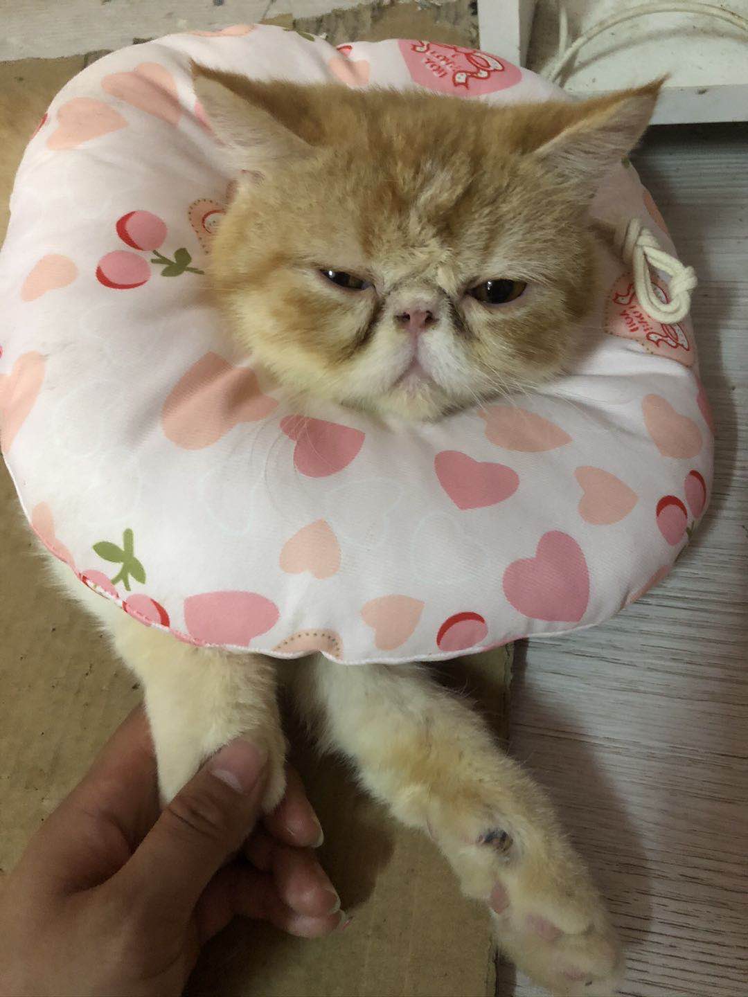 需找一只黄白加菲猫，经常在县医院陡坡活动678 / 作者:恭城520小奈姐姐 / 帖子ID:273596