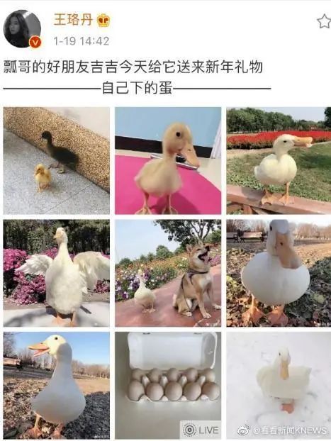 鸭鸭有什么错！王珞丹深夜发布寻鸭启事，结果虐心... 公安已介入调查139 / 作者:yujuan / 帖子ID:273678