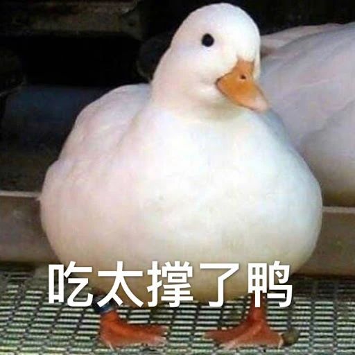 鸭鸭有什么错！王珞丹深夜发布寻鸭启事，结果虐心... 公安已介入调查559 / 作者:yujuan / 帖子ID:273678