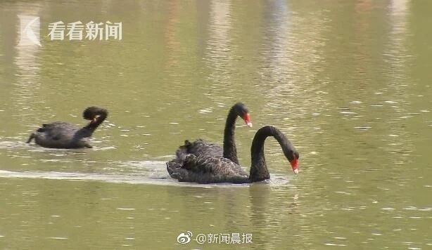 鸭鸭有什么错！王珞丹深夜发布寻鸭启事，结果虐心... 公安已介入调查622 / 作者:yujuan / 帖子ID:273678