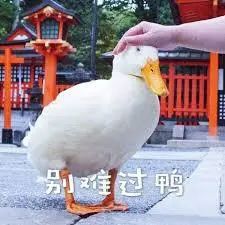 鸭鸭有什么错！王珞丹深夜发布寻鸭启事，结果虐心... 公安已介入调查772 / 作者:yujuan / 帖子ID:273678
