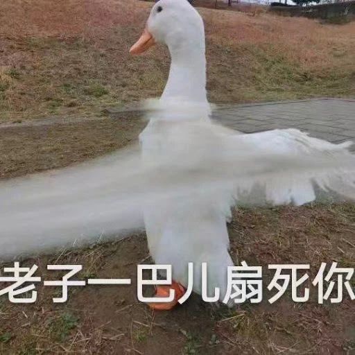 鸭鸭有什么错！王珞丹深夜发布寻鸭启事，结果虐心... 公安已介入调查222 / 作者:yujuan / 帖子ID:273678