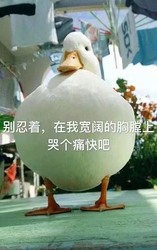鸭鸭有什么错！王珞丹深夜发布寻鸭启事，结果虐心... 公安已介入调查28 / 作者:yujuan / 帖子ID:273678