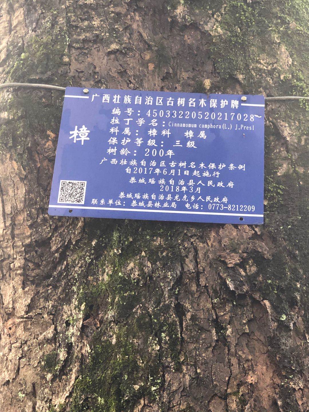下源头村百年古树已经被寄生茶占满811 / 作者:冀苍鸾 / 帖子ID:274001