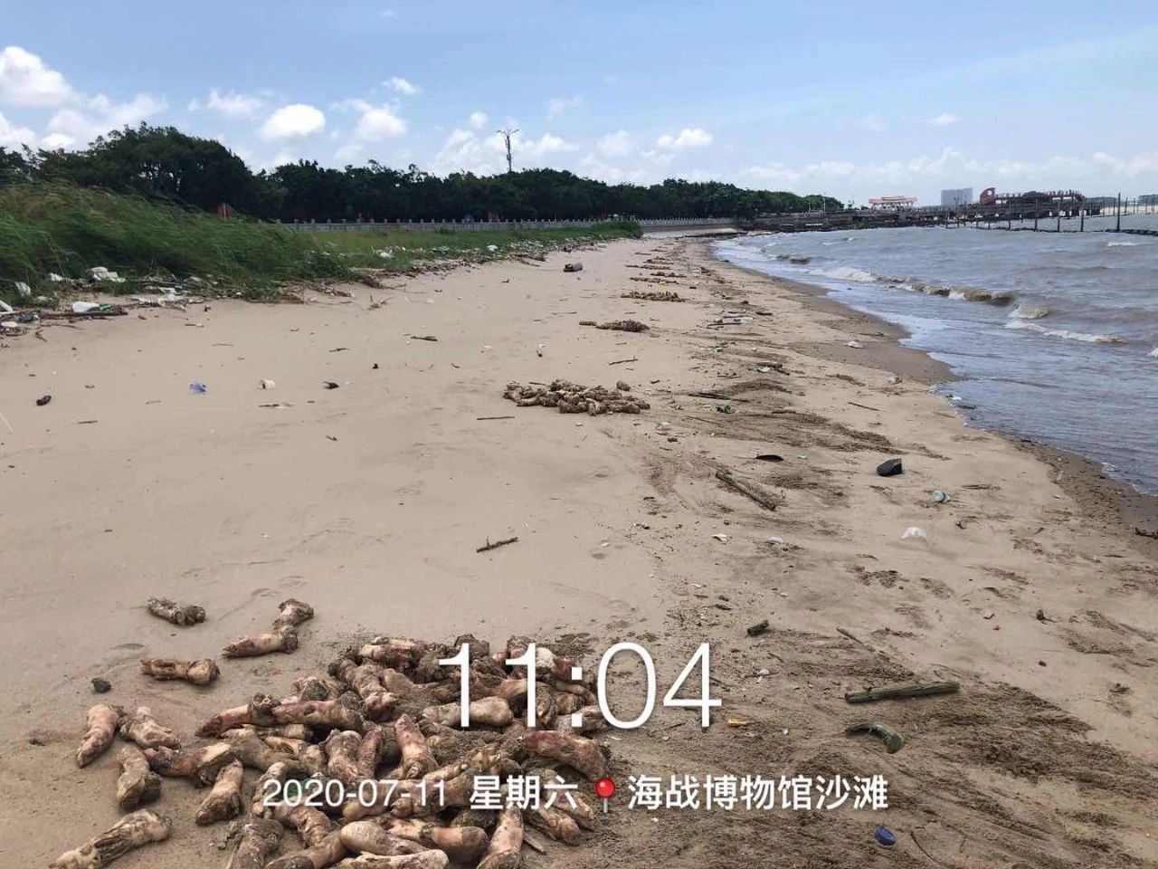 海滩惊现大量猪蹄！101 / 作者:宇宙无限 / 帖子ID:274017